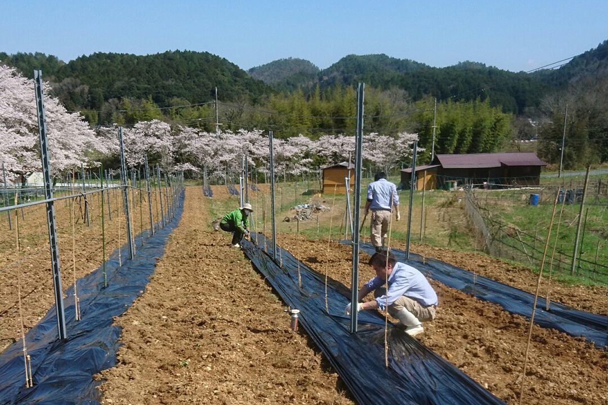 ぶどうの農園