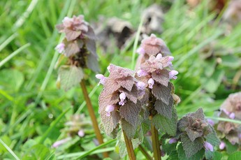 春の草花 四季折々の丹波ワイン情報 四季折々の丹波ワイン情報