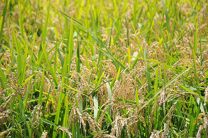米の収穫