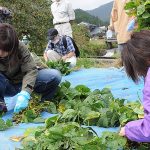 2016黒豆収穫祭