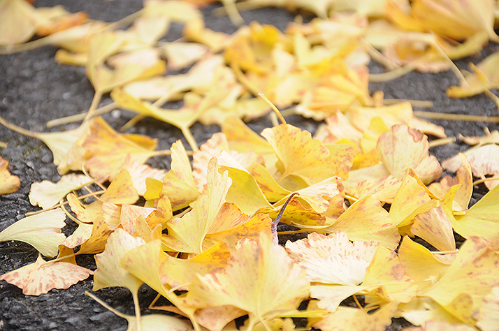 丹波の紅葉