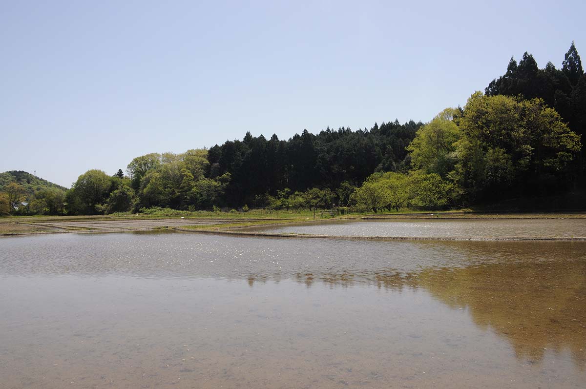 田植え前の田んぼ