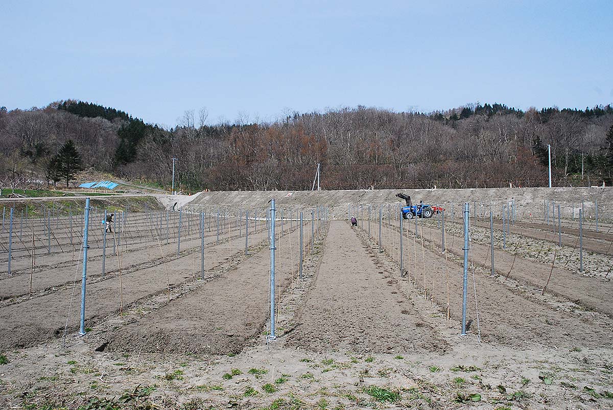 壮瞥vineyard