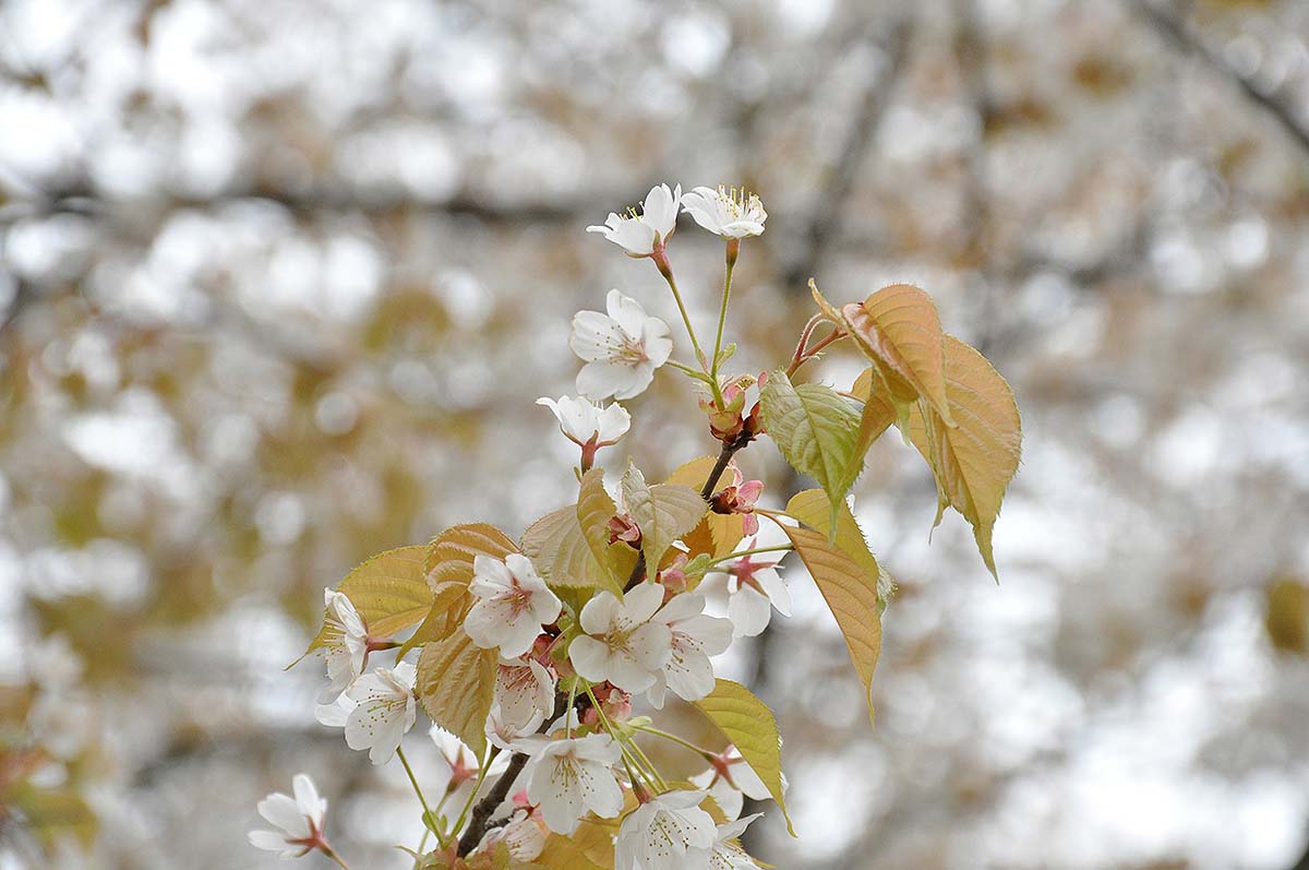 山桜