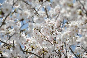 桜