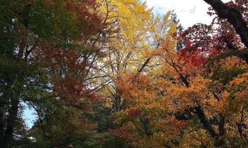 紅葉