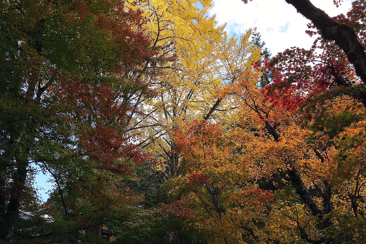 紅葉