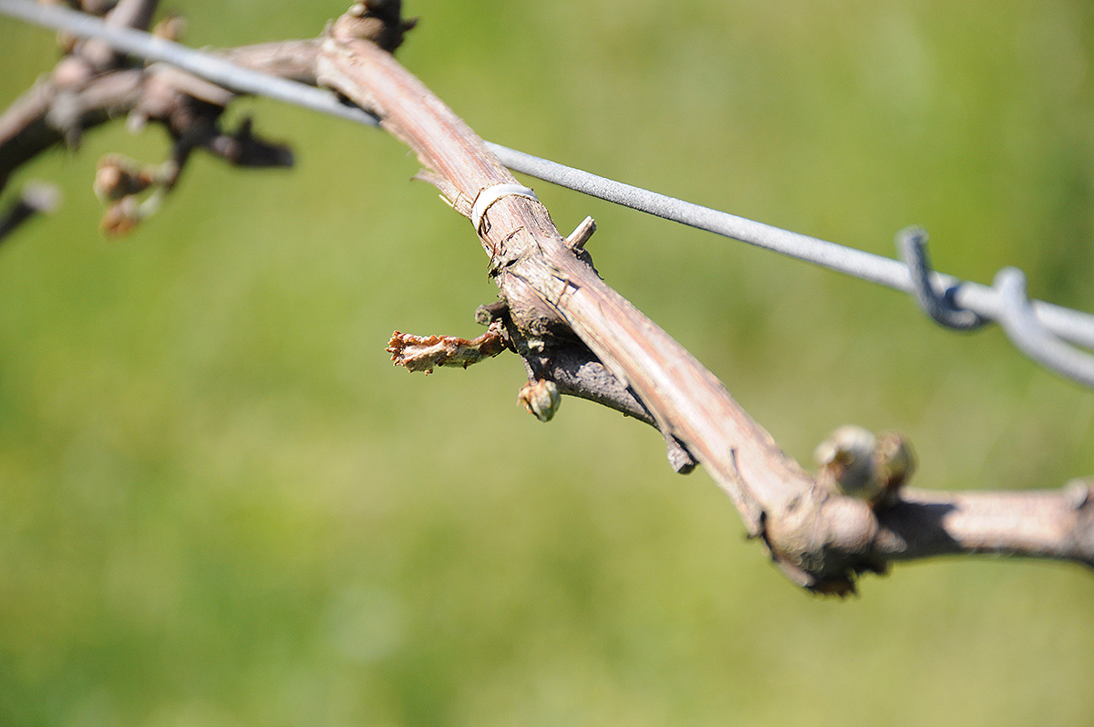 遅霜恐るべし 四季折々の丹波ワイン情報